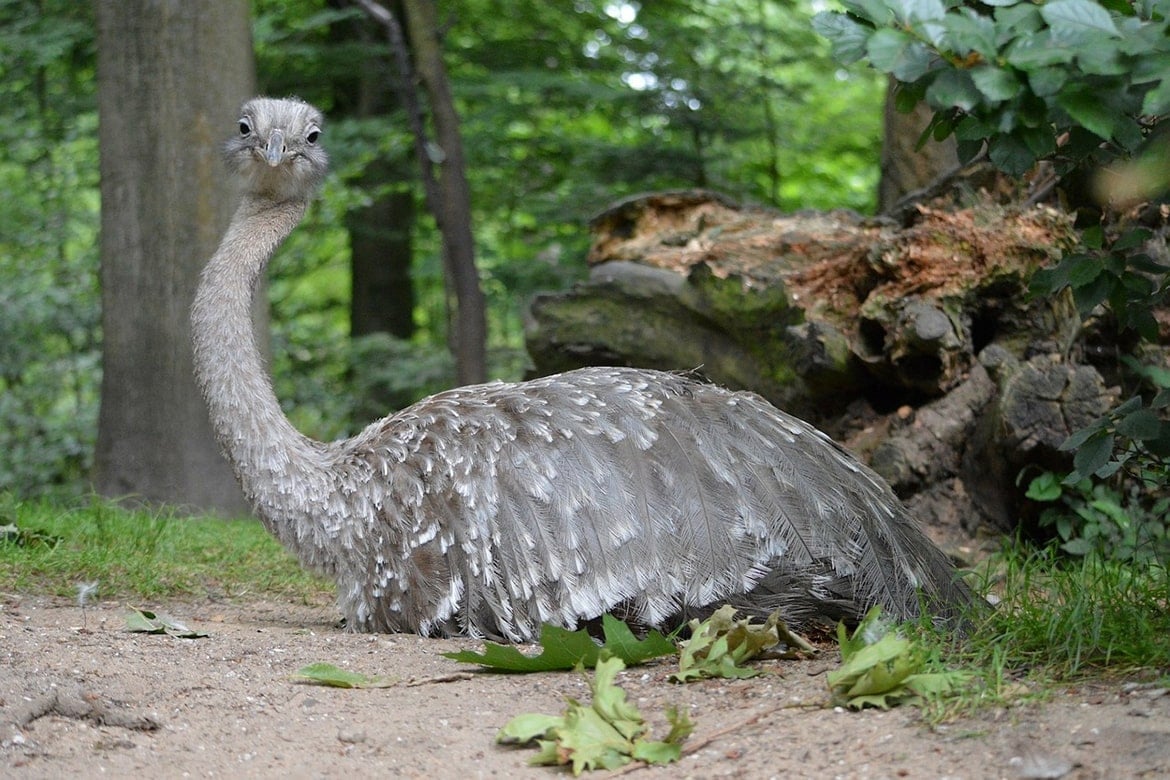 emu oil